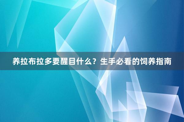 养拉布拉多要醒目什么？生手必看的饲养指南